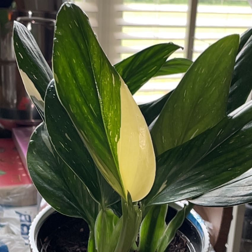 Monstera Cobra plant with variegated leaves, one leaf prominently yellow, potted with visible soil.