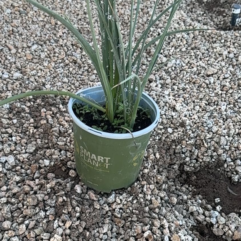 Photo of the plant species Texas Red Yucca by @KnowingMatgrass named Hamilton on Greg, the plant care app