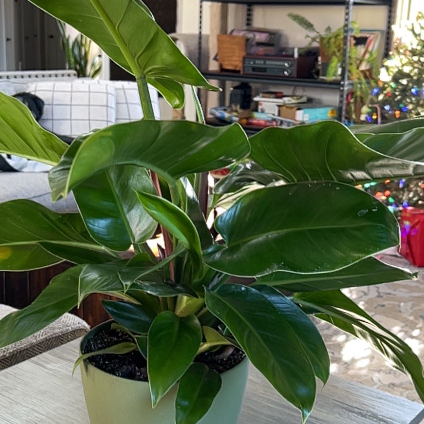 Photo of the plant species Philodendron Princess by @EagerPawpaw31 named Zeus on Greg, the plant care app