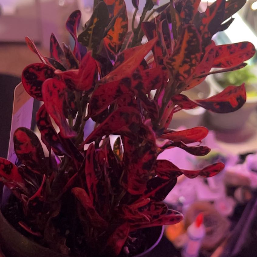 Photo of the plant species Batik Croton by @HumbleFilbert6 named Athena on Greg, the plant care app