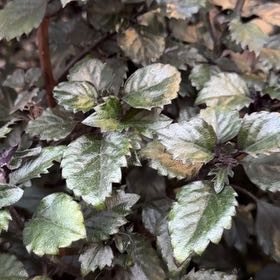 Photo of the plant species Threelobe False Mallow by @TryBoxholly28 named Orlando Bloom on Greg, the plant care app