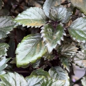 Photo of the plant species Yellow Archangel by @TryBoxholly28 named Wall-E on Greg, the plant care app