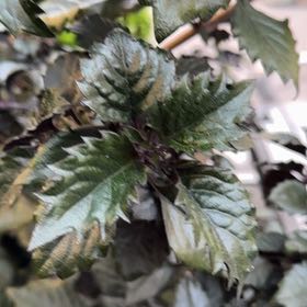 Photo of the plant species Ramgoat Dashalong by @TryBoxholly28 named Marley on Greg, the plant care app
