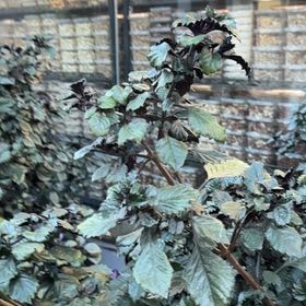 Photo of the plant species Threelobe False Mallow by @TryBoxholly28 named Navajo on Greg, the plant care app