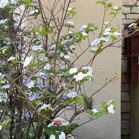 Photo of the plant species Brazil Raintree by @TryBoxholly28 named Walt on Greg, the plant care app