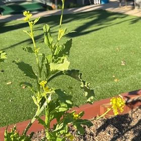 Photo of the plant species London Rocket by @TryBoxholly28 named Scarlett on Greg, the plant care app