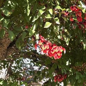 Photo of the plant species Cockspur Coral Tree by @TryBoxholly28 named Tupot amaroot on Greg, the plant care app