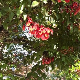 Photo of the plant species Cockspur Coral Tree by @TryBoxholly28 named Leaf Erickson on Greg, the plant care app