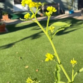 Photo of the plant species Wild Parsnip by @TryBoxholly28 named Treeyoncé on Greg, the plant care app