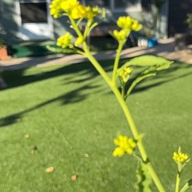 Photo of the plant species Garden Yellow Rocket by @TryBoxholly28 named Morgan Treeman on Greg, the plant care app