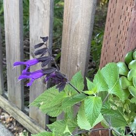 Photo of the plant species Anise-Scented Sage by @TryBoxholly28 named Luna on Greg, the plant care app