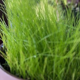 Photo of the plant species Broom Forkmoss by @TryBoxholly28 named Bodhi on Greg, the plant care app