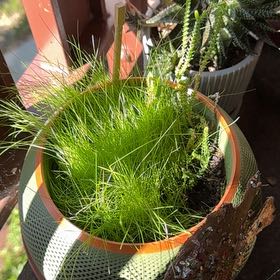 Photo of the plant species Slender Club-Rush by @TryBoxholly28 named Tree Diddy on Greg, the plant care app