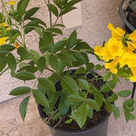 Photo of the plant species Yellow Bells by @HipDogfennel4 named Emerson on Greg, the plant care app