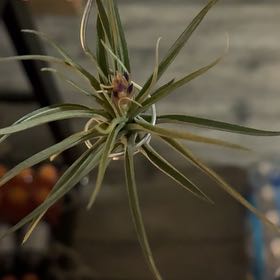 Photo of the plant species Yellow Salsify by @OodlesMarimo84 named Gregarious on Greg, the plant care app