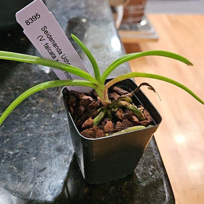 Photo of the plant species Vanda Orchid by @plantonic7 named Marilyn on Greg, the plant care app