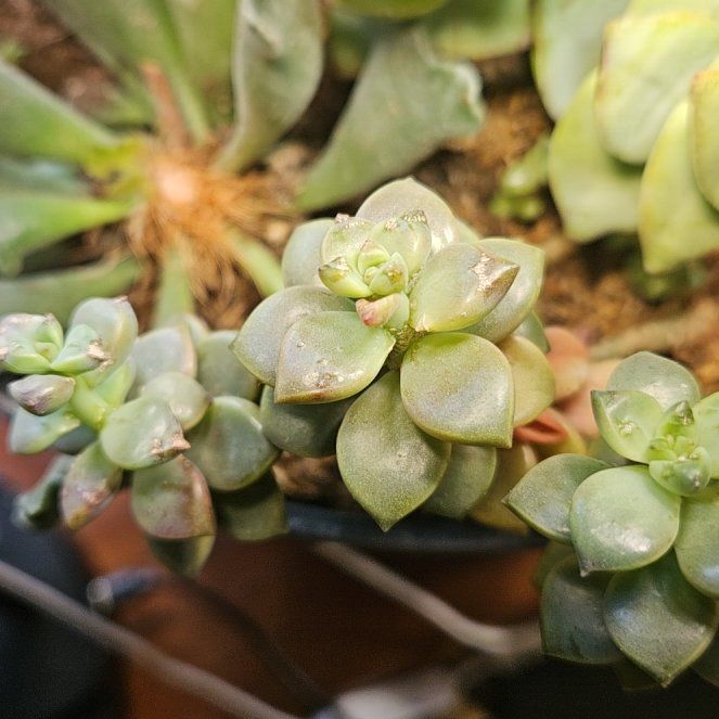 Photo of the plant species Oregon Stonecrop by @plantonic7 named Navajo on Greg, the plant care app
