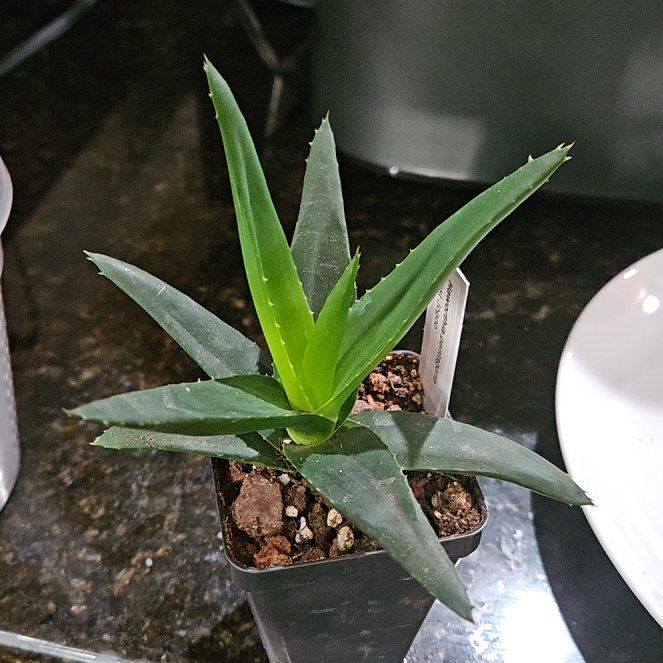 Photo of the plant species Haworthia pentagona by @plantonic7 named Girlfrond on Greg, the plant care app