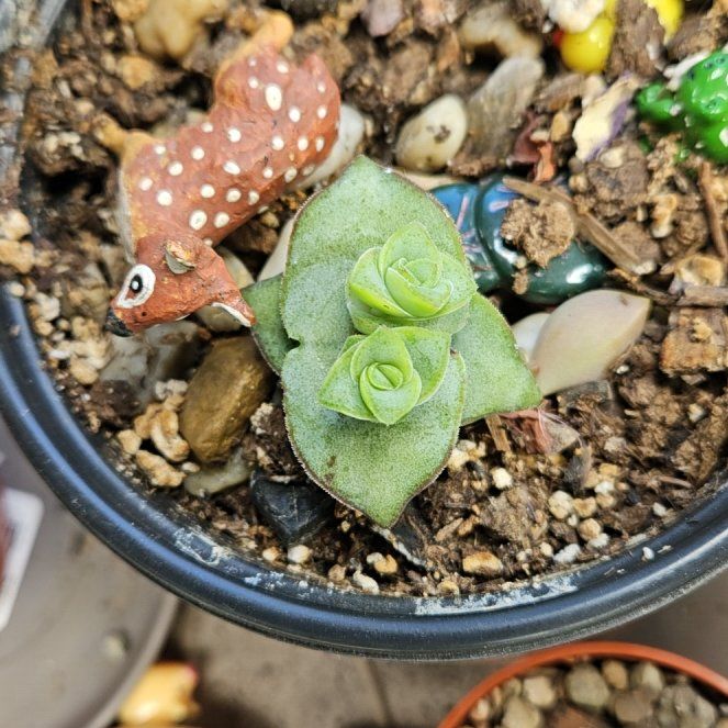 Photo of the plant species Crassula Ivory Towers by @plantonic7 named Walt on Greg, the plant care app