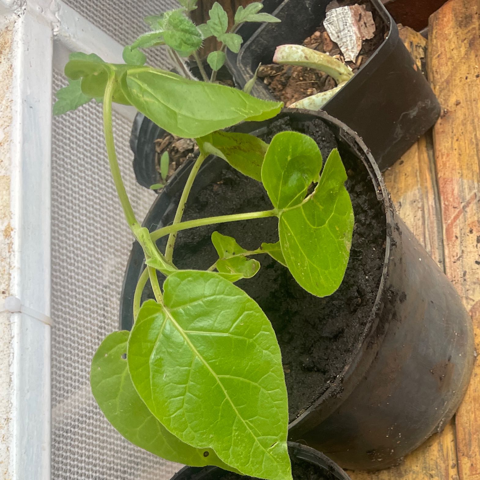 Photo of the plant species Tamarillo by @SvelteIvy38 named Zion on Greg, the plant care app