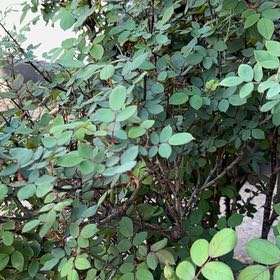 Photo of the plant species Early Lowbush Blueberry by @TryAster54 named Kylie on Greg, the plant care app