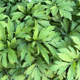 Photo of the plant species Coneflower by @TryAster54 named Diana on Greg, the plant care app