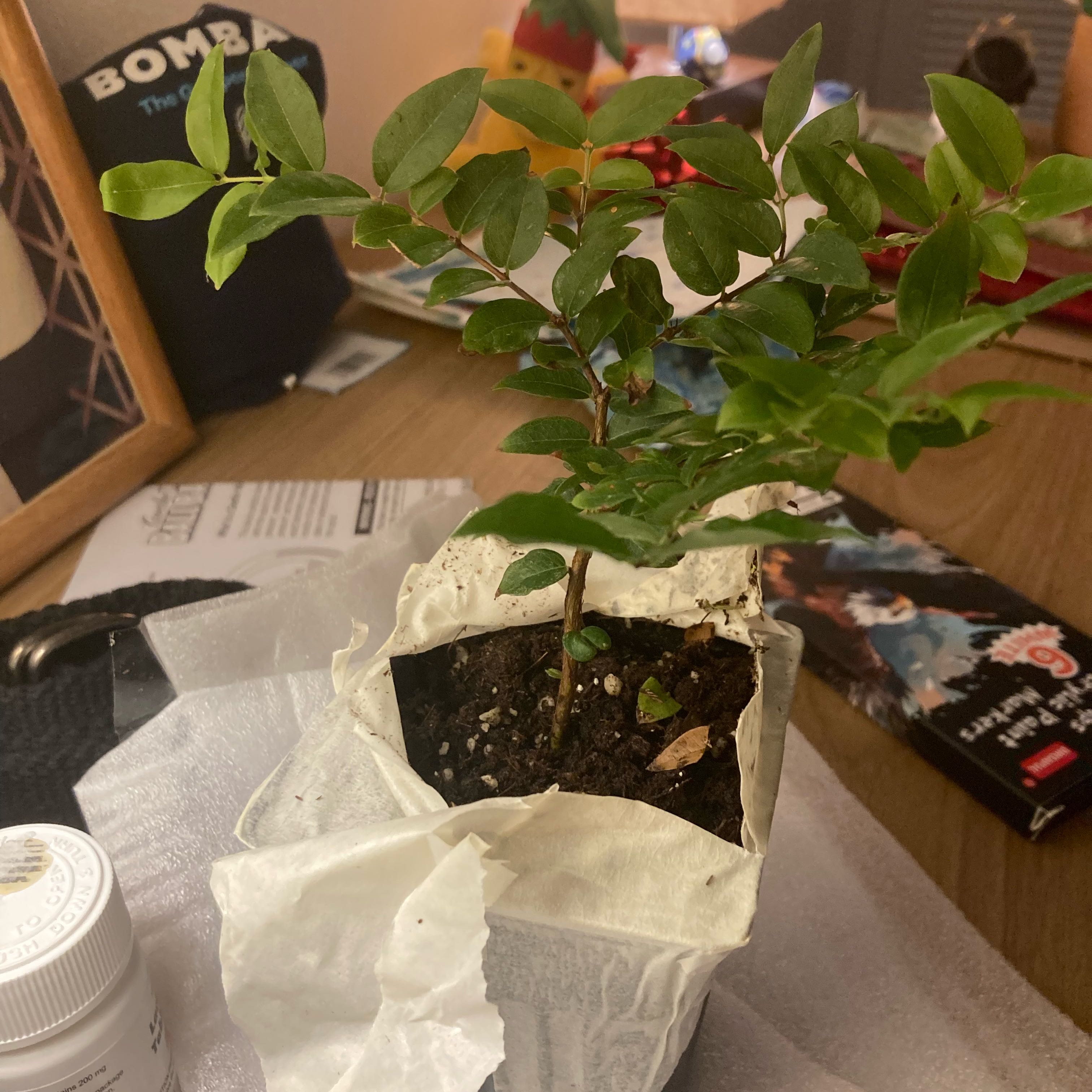Photo of the plant species Jabuticabeira by @DearGray89 named Bobert on Greg, the plant care app