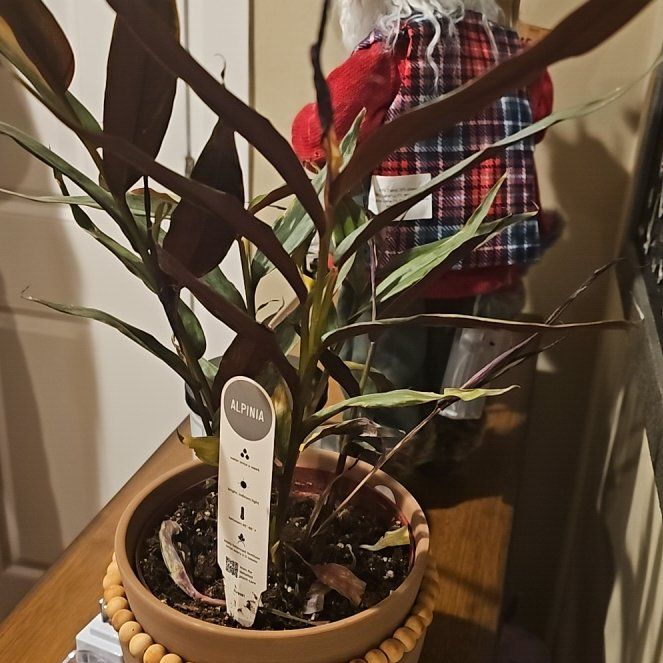 Photo of the plant species Ginger Bamboo by @WizardPalepuma named Scarlett on Greg, the plant care app