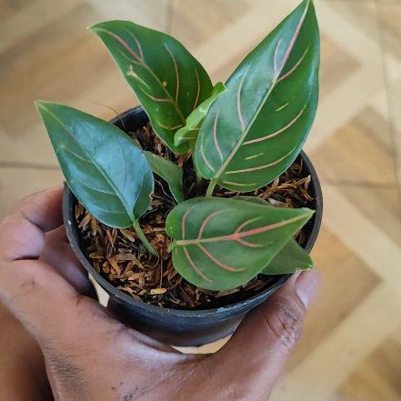 Photo of the plant species Chocolate Aglaonema by @ProudlyBaibua96 named Kobe on Greg, the plant care app