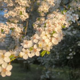 Photo of the plant species Blackthorn by @PeakCarrot66 named Nemo on Greg, the plant care app