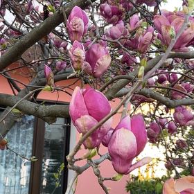 Photo of the plant species Coral Vine by @PeakCarrot66 named Bruce Lee on Greg, the plant care app