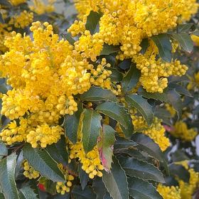 Photo of the plant species Oregon Grape by @PeakCarrot66 named Zeus on Greg, the plant care app