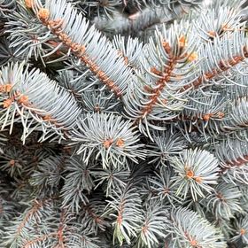Photo of the plant species Blue Spruce by @PeakCarrot66 named Diana on Greg, the plant care app