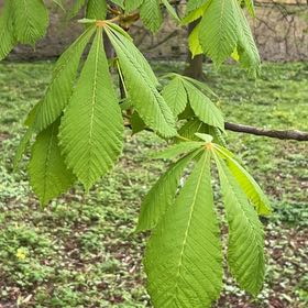 Photo of the plant species European Horse-Chestnut by @PeakCarrot66 named Mollie on Greg, the plant care app