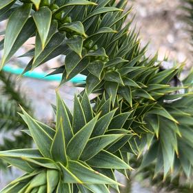 Photo of the plant species Monkey Puzzle Tree by @PeakCarrot66 named Rainier on Greg, the plant care app