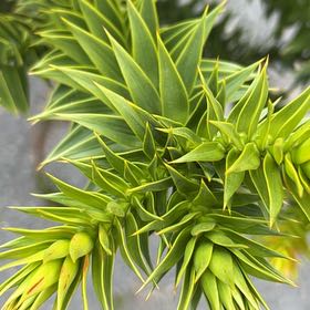 Photo of the plant species Monkey Puzzle Tree by @PeakCarrot66 named Achilles on Greg, the plant care app