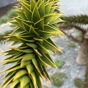 Photo of the plant species Monkey Puzzle Tree by @PeakCarrot66 named Sir Plancelot on Greg, the plant care app
