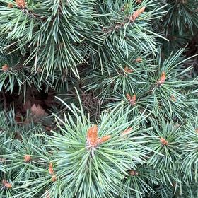 Photo of the plant species Scots Pine by @PeakCarrot66 named Gregarious on Greg, the plant care app