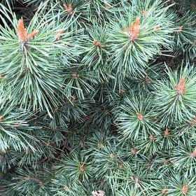 Photo of the plant species Blue Spruce by @PeakCarrot66 named Coco on Greg, the plant care app