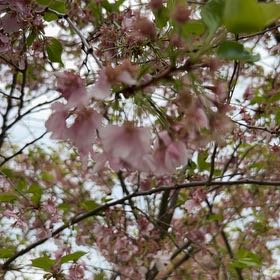Photo of the plant species Japanese Flowering Cherry by @PeakCarrot66 named Sahara on Greg, the plant care app