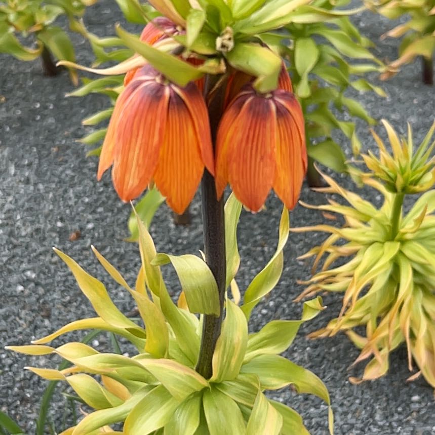 Photo of the plant species Mexican Sunflower by @PeakCarrot66 named Naomi on Greg, the plant care app
