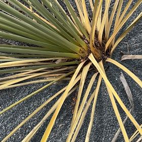 Photo of the plant species Great Plains Yucca by @PeakCarrot66 named Bodhi on Greg, the plant care app