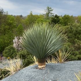 Photo of the plant species Our Lord's Candle by @PeakCarrot66 named Bigleef Smalls on Greg, the plant care app