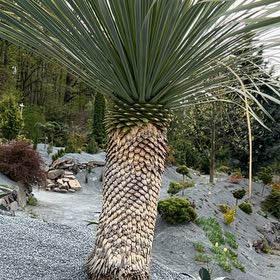 Photo of the plant species Blue Palmetto by @PeakCarrot66 named Treeyoncé on Greg, the plant care app