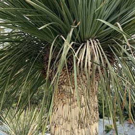 Photo of the plant species Our Lord's Candle by @PeakCarrot66 named Tree Diddy on Greg, the plant care app