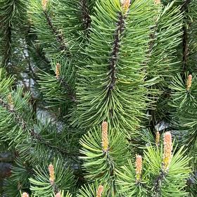 Photo of the plant species Swiss Mountain Pine by @PeakCarrot66 named Beckham on Greg, the plant care app