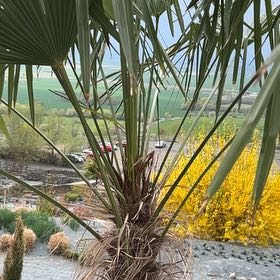 Photo of the plant species Chinese Windmill Palm by @PeakCarrot66 named Sproutacus on Greg, the plant care app