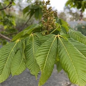 Photo of the plant species Red Buckeye by @PeakCarrot66 named Lola on Greg, the plant care app