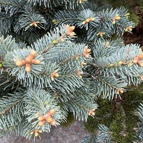 Photo of the plant species Blue Spruce by @PeakCarrot66 named Athena on Greg, the plant care app