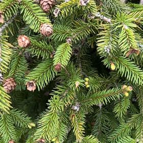 Photo of the plant species Sitka Spruce by @PeakCarrot66 named Dolores on Greg, the plant care app